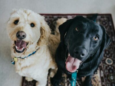 Mudanzas con Mascotas: Guía para un Traslado Seguro y Cómodo